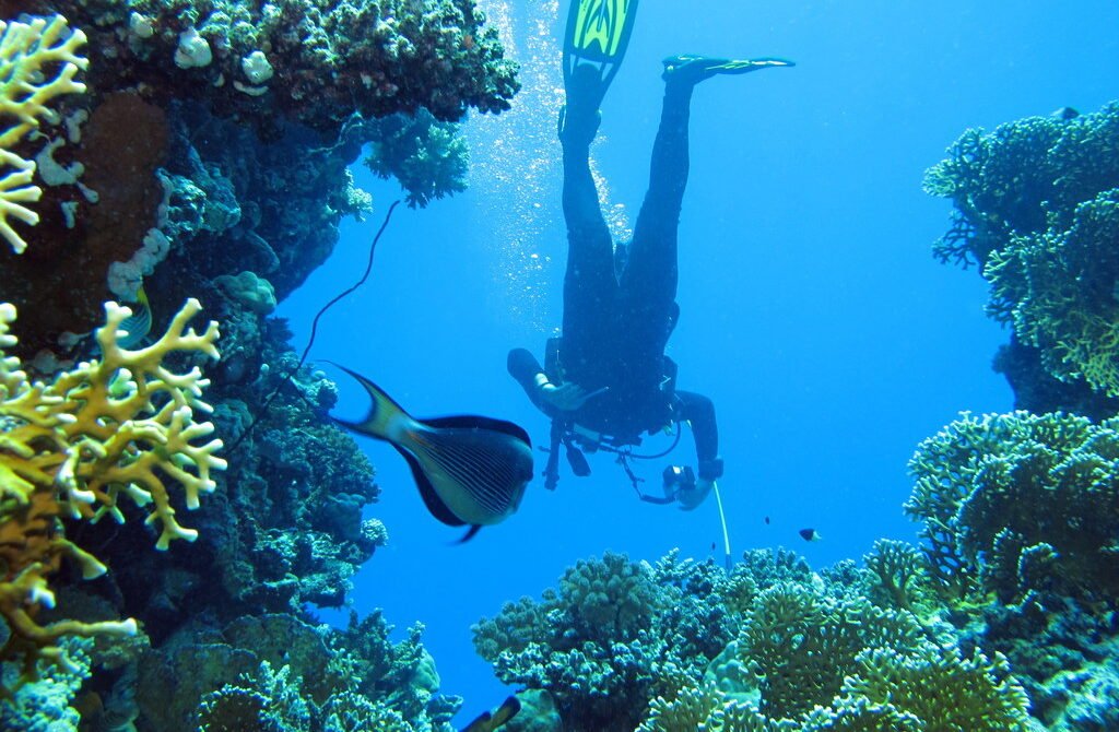 Snorkeling et plongée à Hurghada : baptême, sorties et prix (2026)