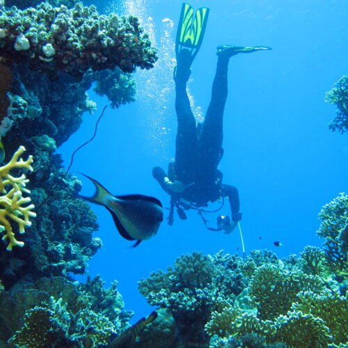 Scuba diver underwater at Paradise Reef in the Red Sea