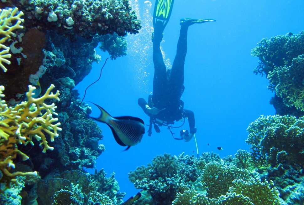 Scuba diver underwater at Paradise Reef in the Red Sea