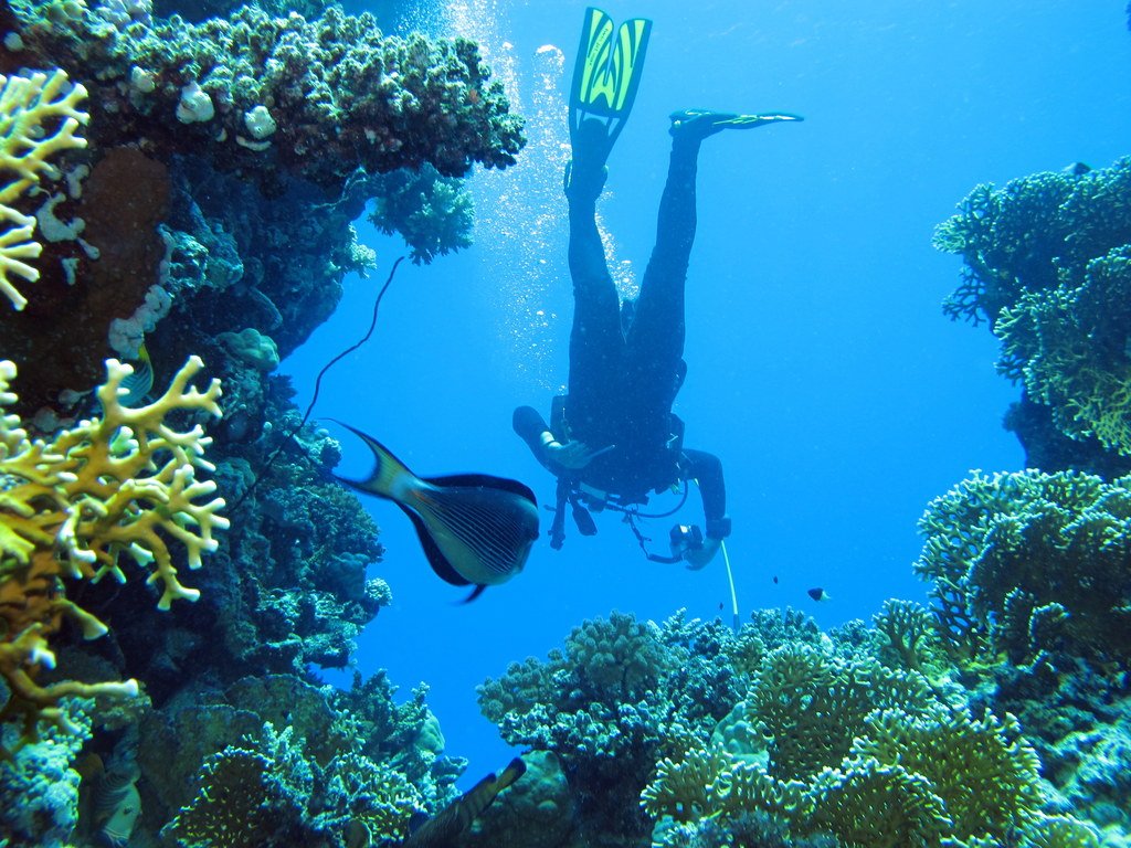 Scuba diver underwater at Paradise Reef in the Red Sea