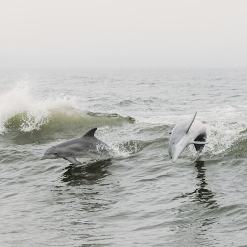 Two dolphins swimming in clear blue water
