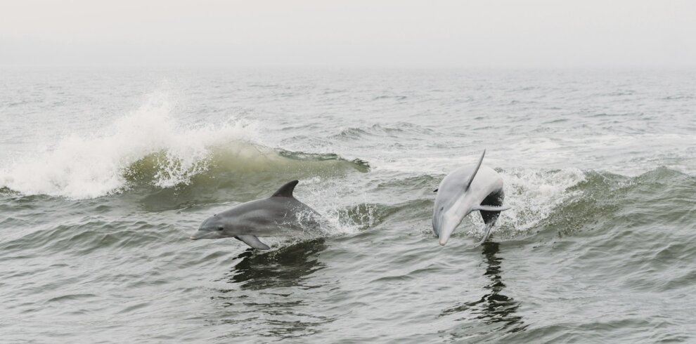 Two dolphins swimming in clear blue water