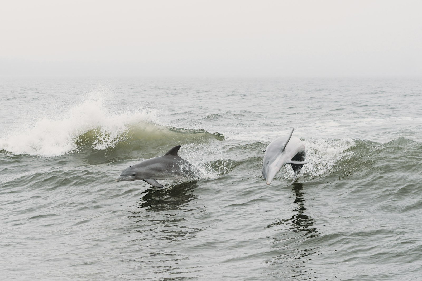 Two dolphins swimming in clear blue water