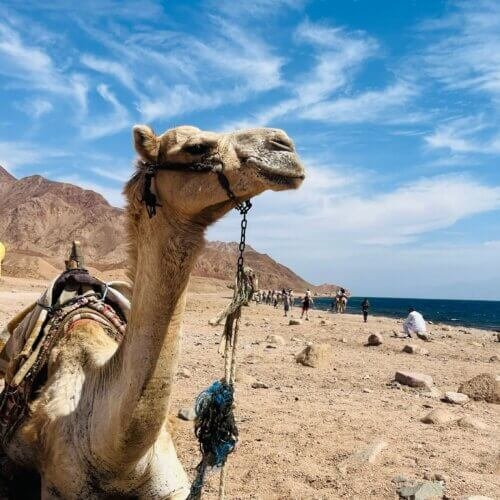 Camel Ride in the Desert with Bedouin Tea – photo 2