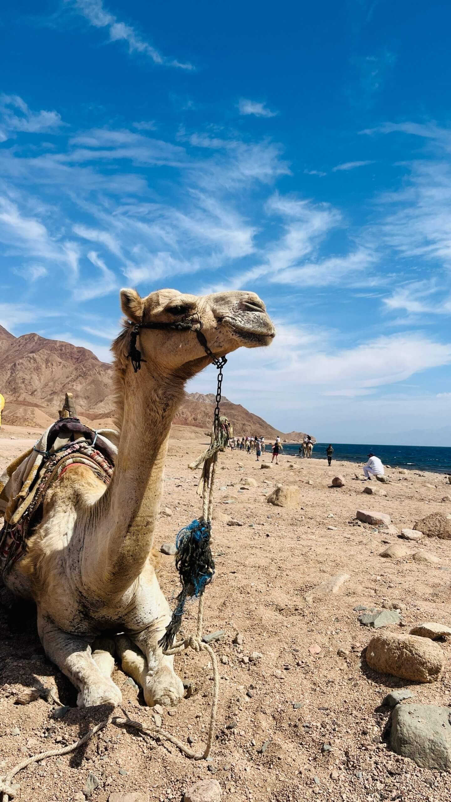 Camel Ride in the Desert with Bedouin Tea – photo 2
