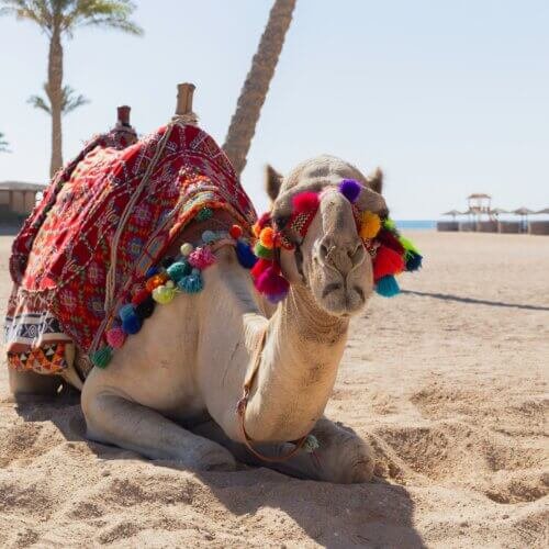 Camel Ride in the Desert with Bedouin Tea