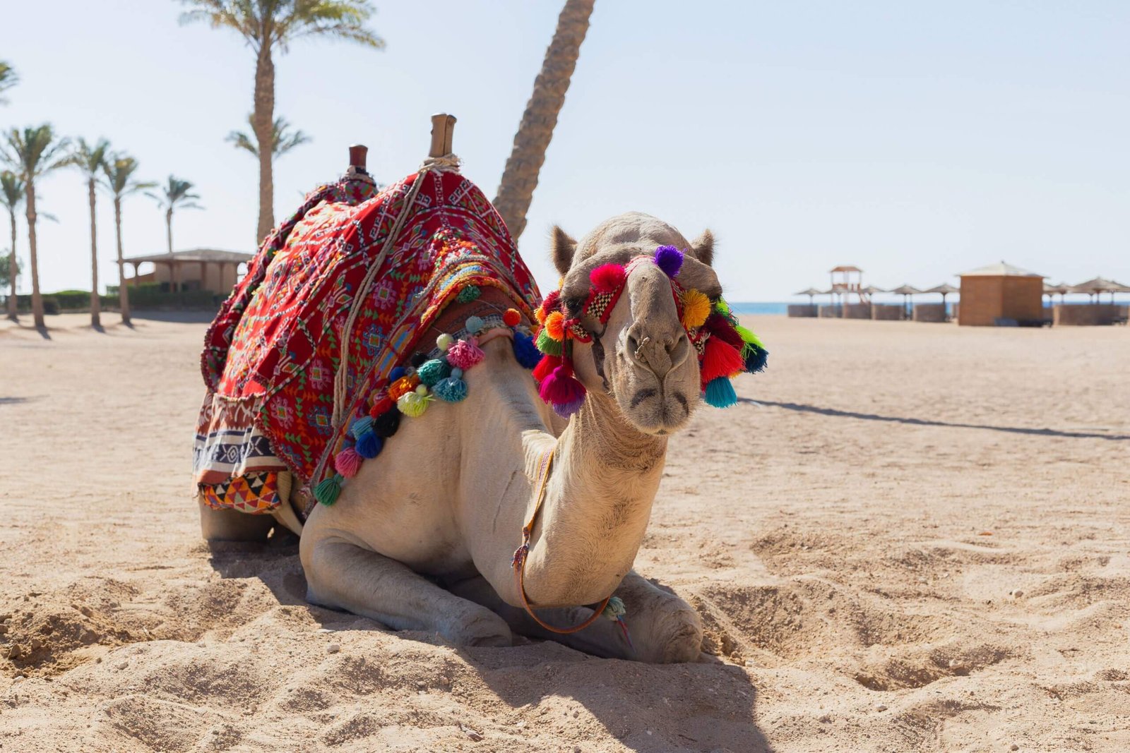 Camel Ride in the Desert with Bedouin Tea