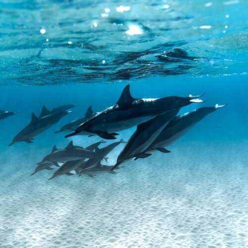 Pod of dolphins swimming underwater near Hurghada