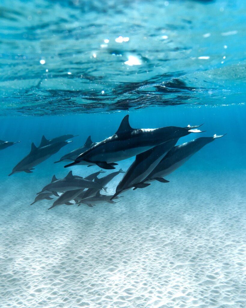 Dolphins in the Red Sea near Hurghada