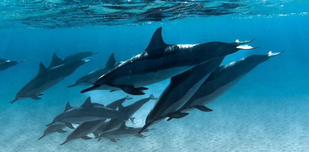Pod of dolphins swimming underwater near Hurghada