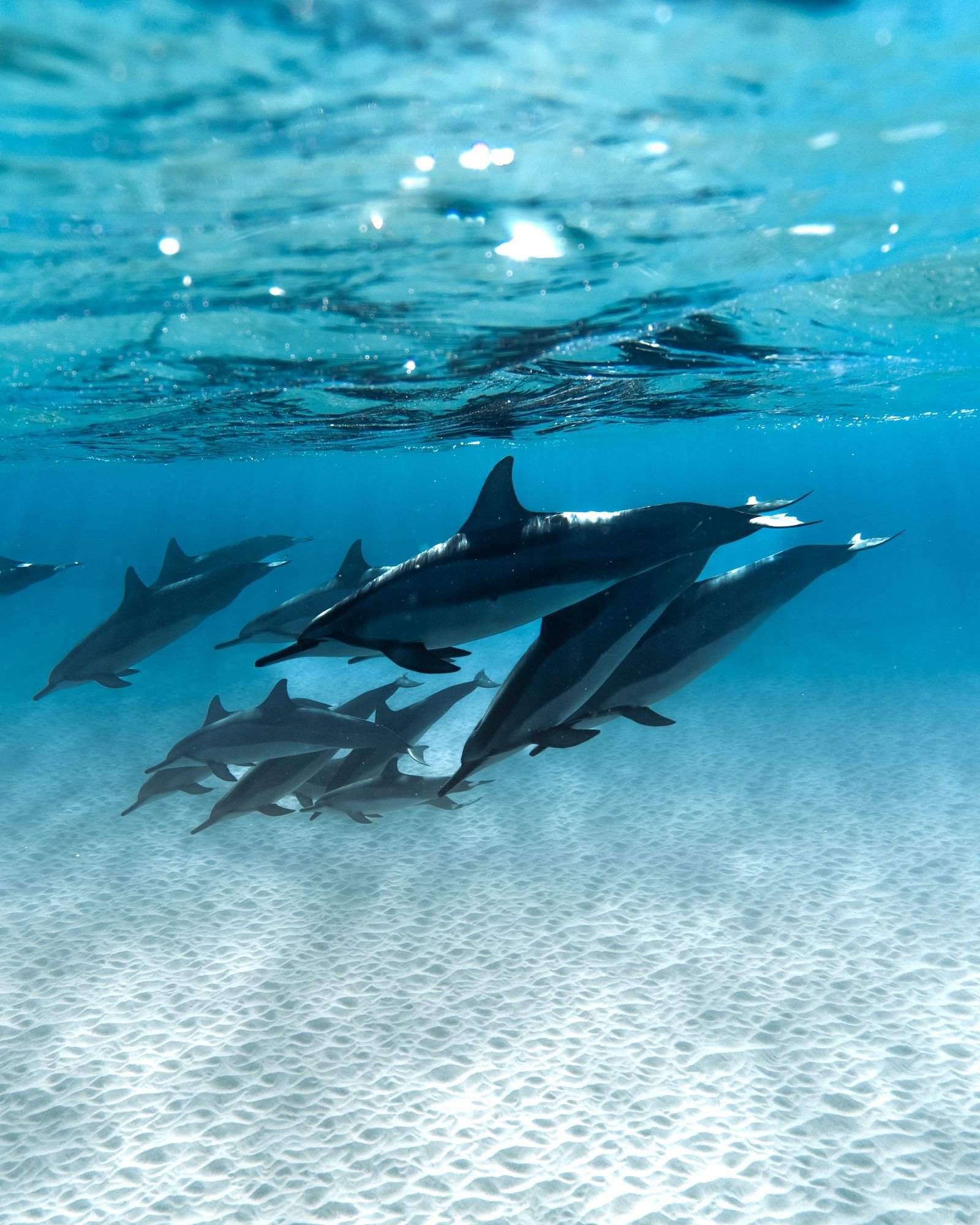 Pod of dolphins swimming underwater near Hurghada