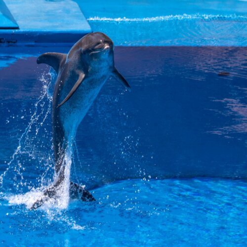 Dolphin jumping out of the pool during a dolphin show