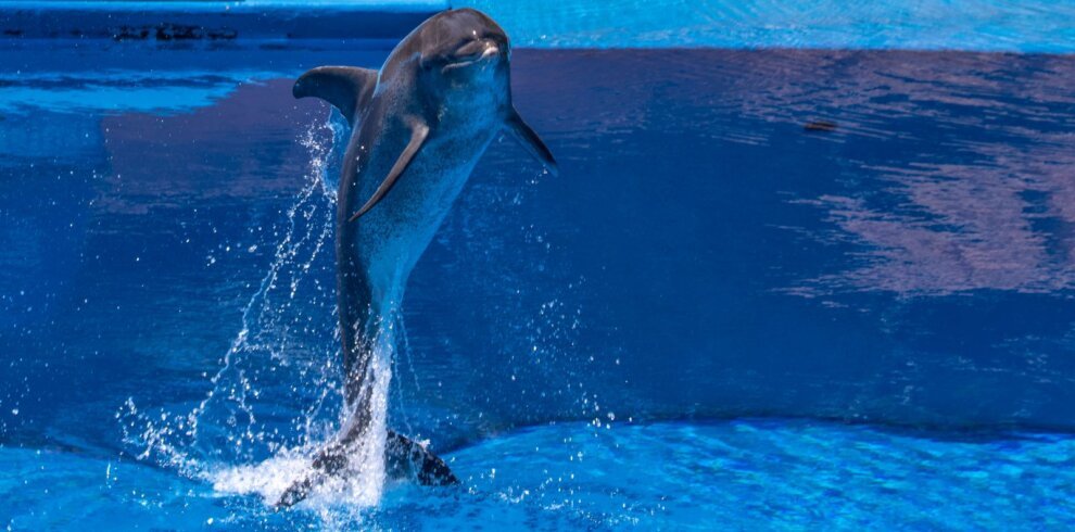 Dolphin jumping out of the pool during a dolphin show