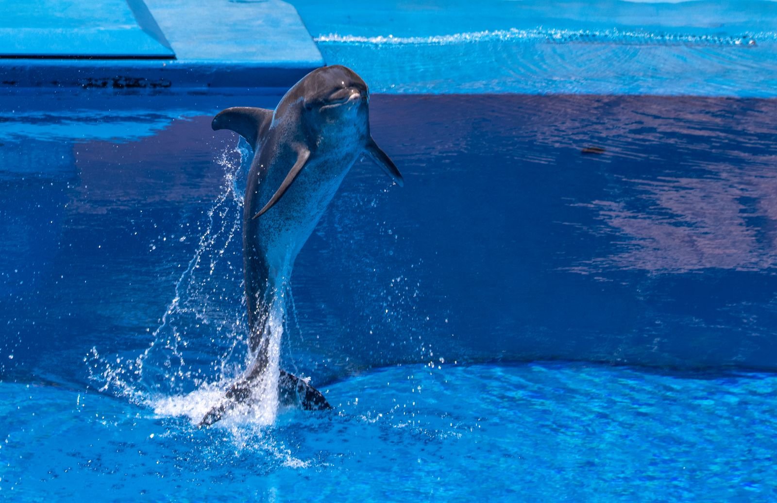 Dolphin jumping out of the pool during a dolphin show