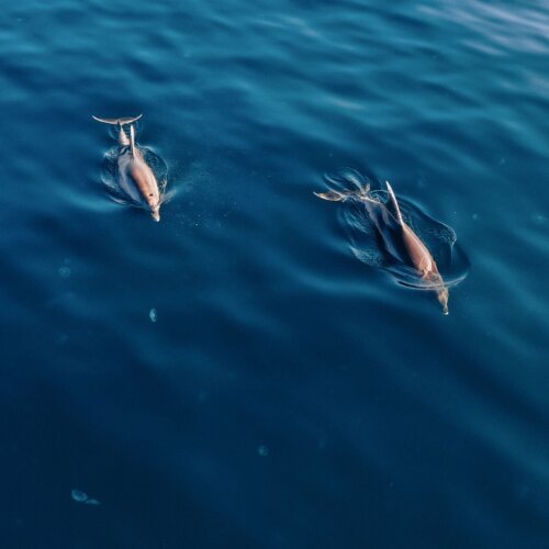 Dolphin search by speedboat Hurghada