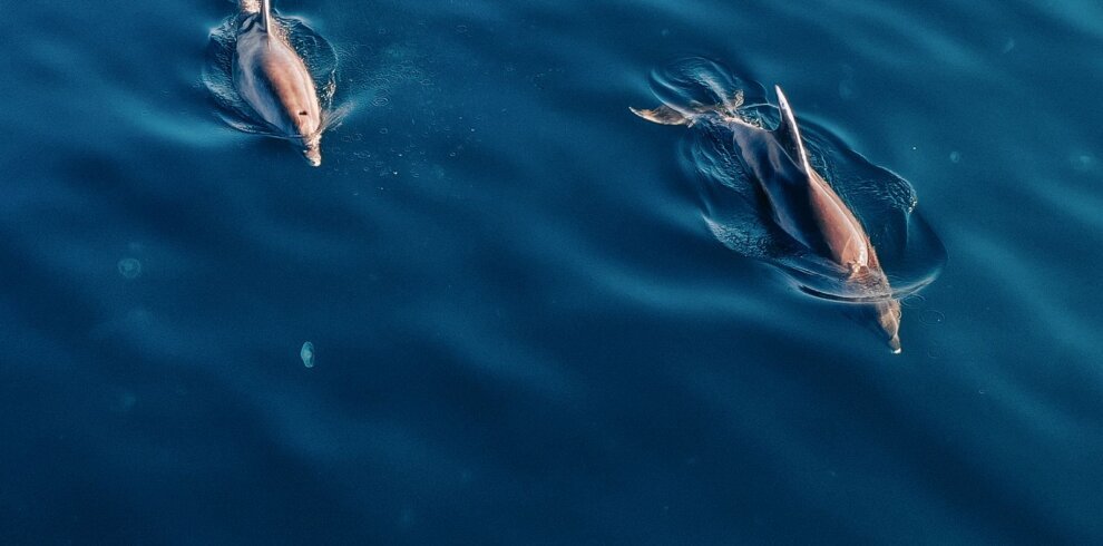 Dolphin search by speedboat Hurghada