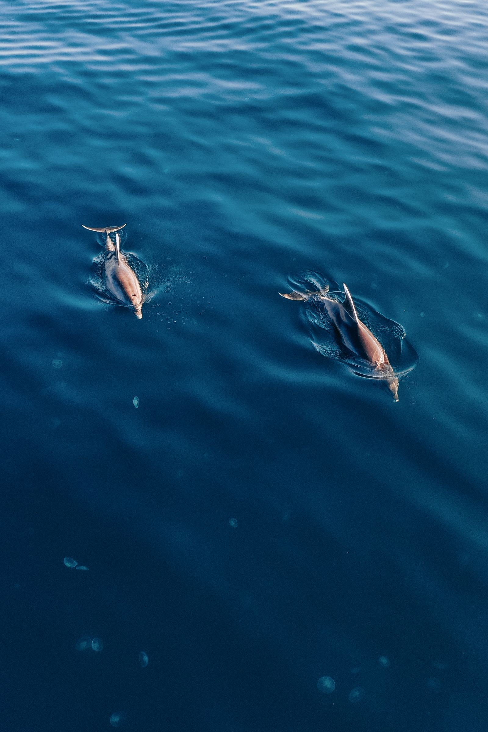 Dolphin search by speedboat Hurghada