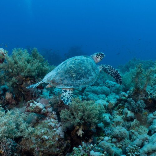 Green sea turtle swimming over seagrass in Marsa Alam