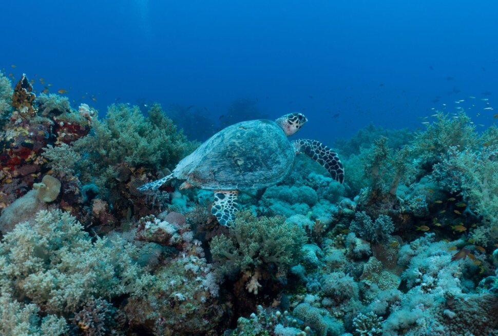 Green sea turtle swimming over seagrass in Marsa Alam