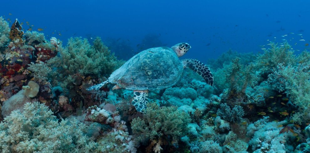 Green sea turtle swimming over seagrass in Marsa Alam