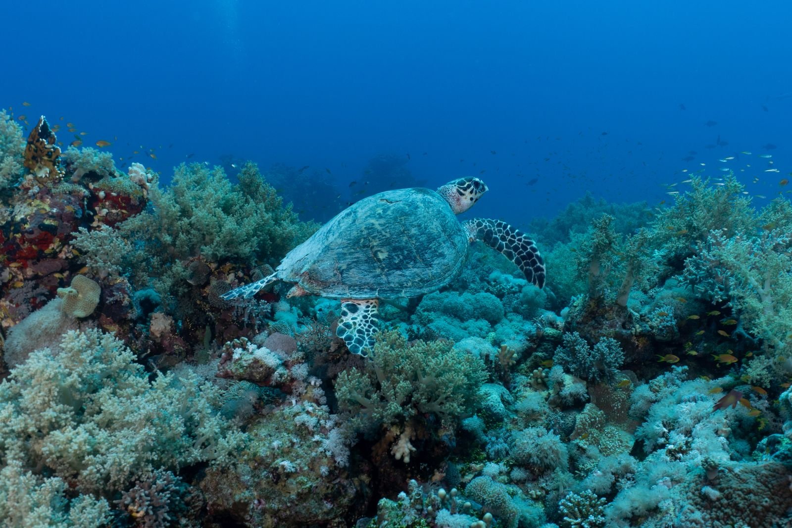 Green sea turtle swimming over seagrass in Marsa Alam