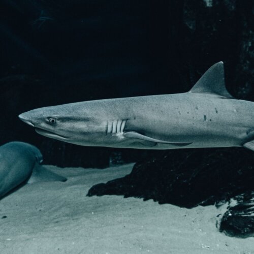 Sharks swimming underwater