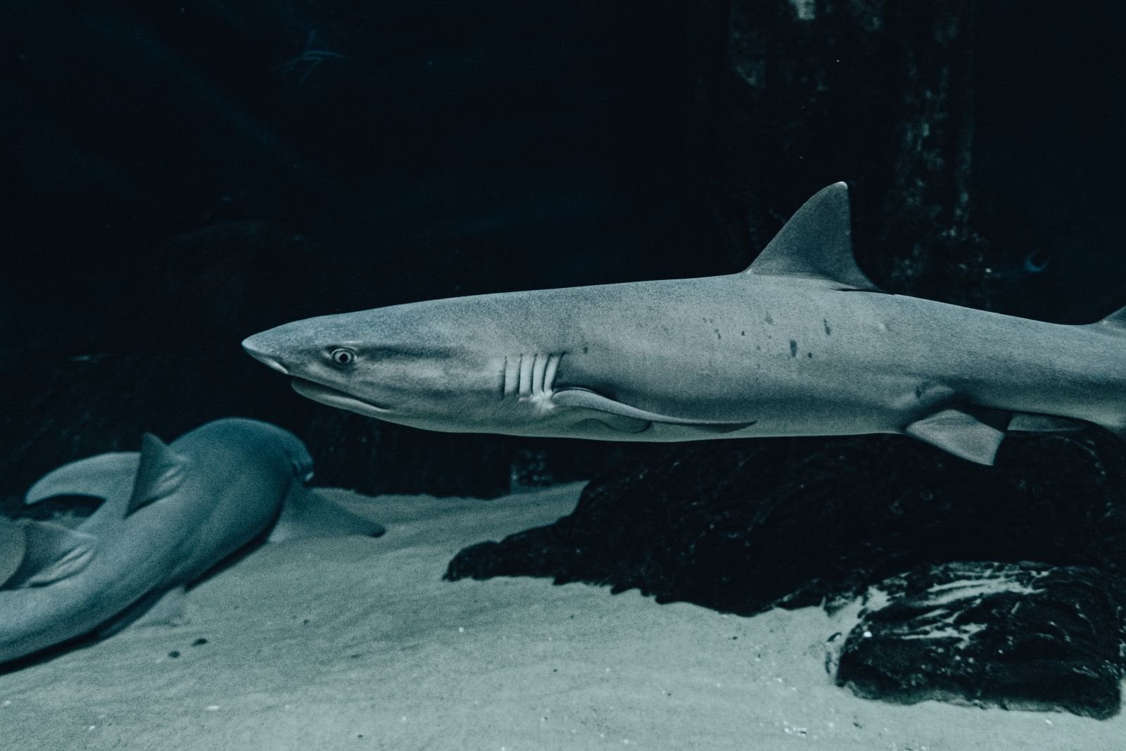 Sharks swimming underwater