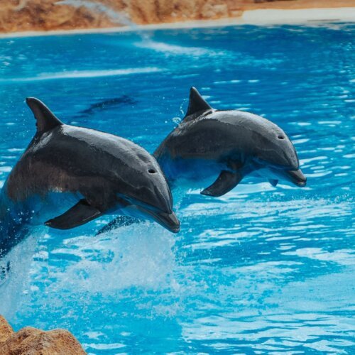 Two dolphins jumping in blue water