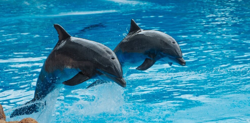 Two dolphins jumping in blue water
