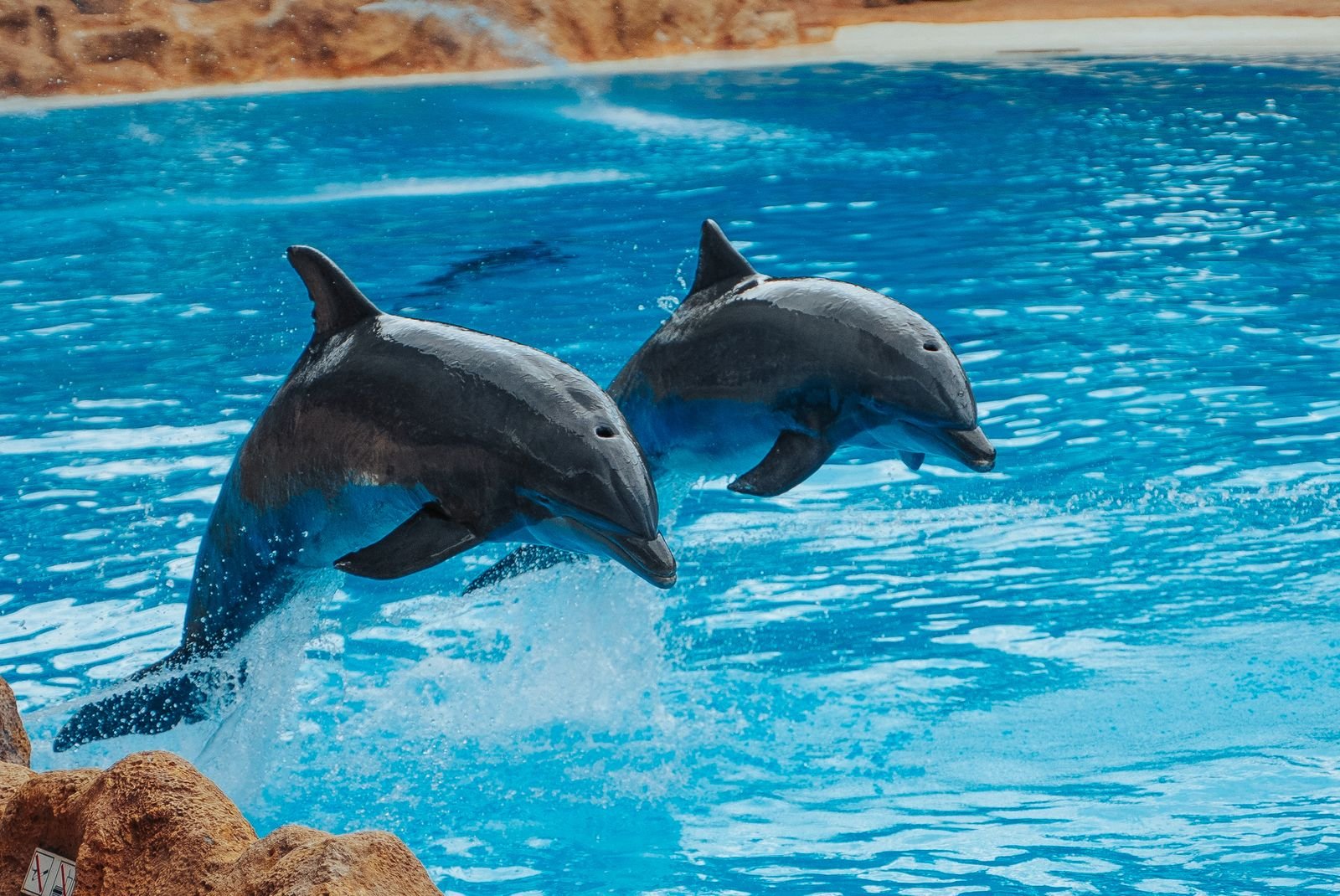 Two dolphins jumping in blue water