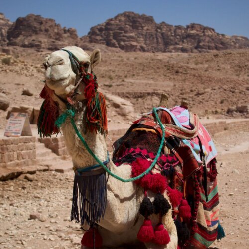 Saddled camel ready for a camel ride in the desert