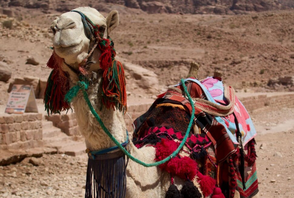 Saddled camel ready for a camel ride in the desert