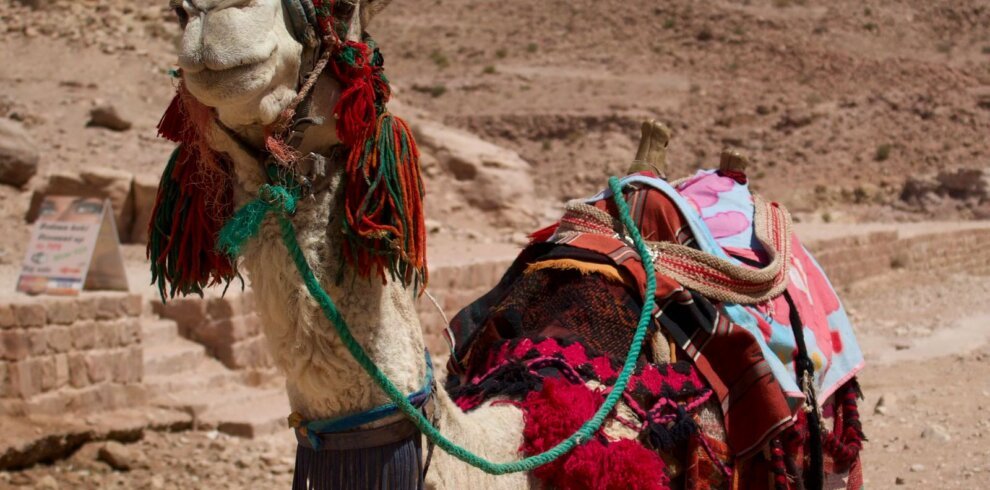 Saddled camel ready for a camel ride in the desert