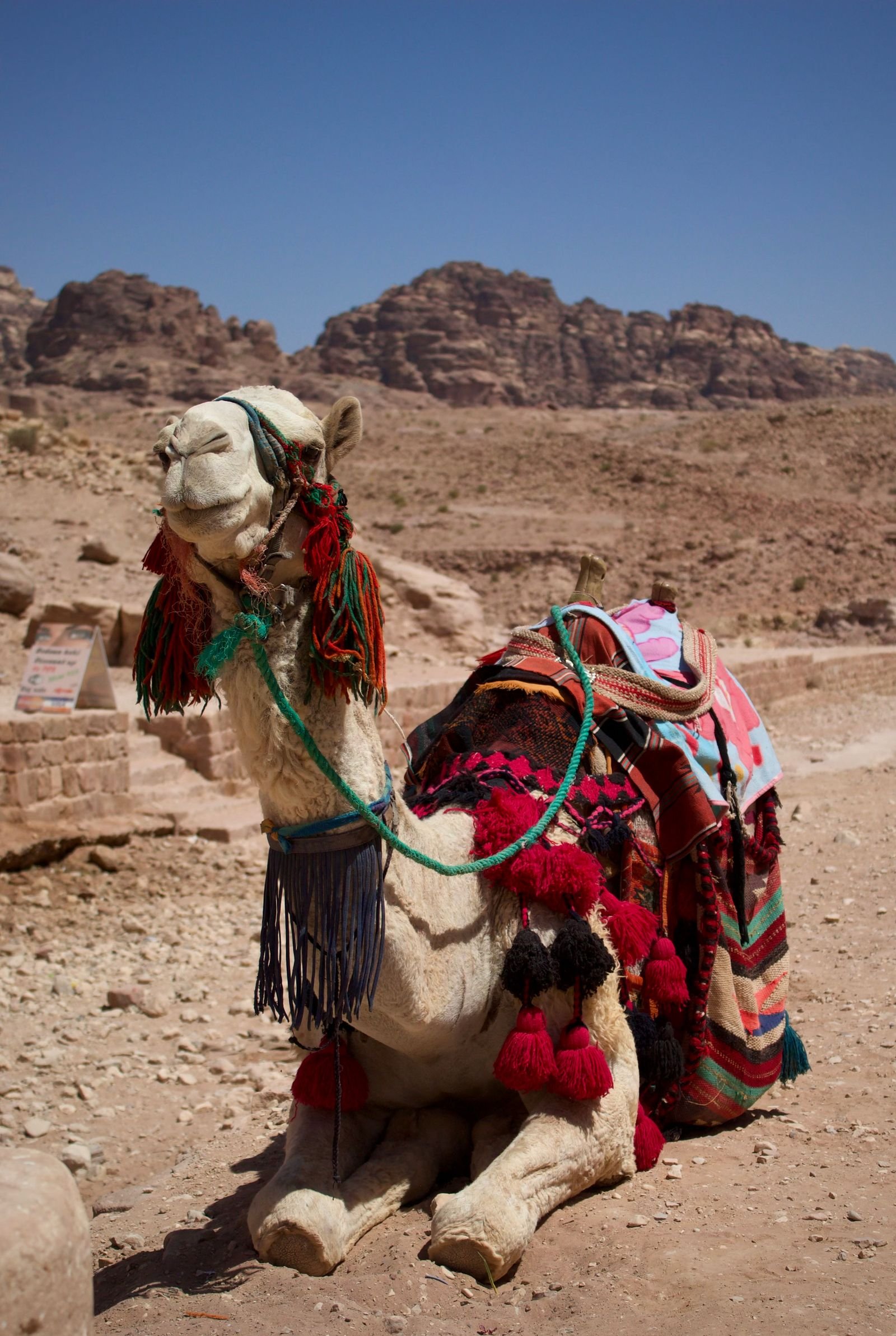 Saddled camel ready for a camel ride in the desert
