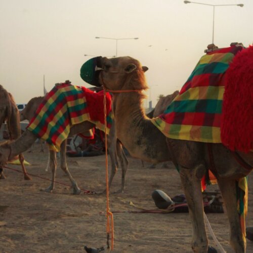Camels with colorful blankets resting on the beach at sunset