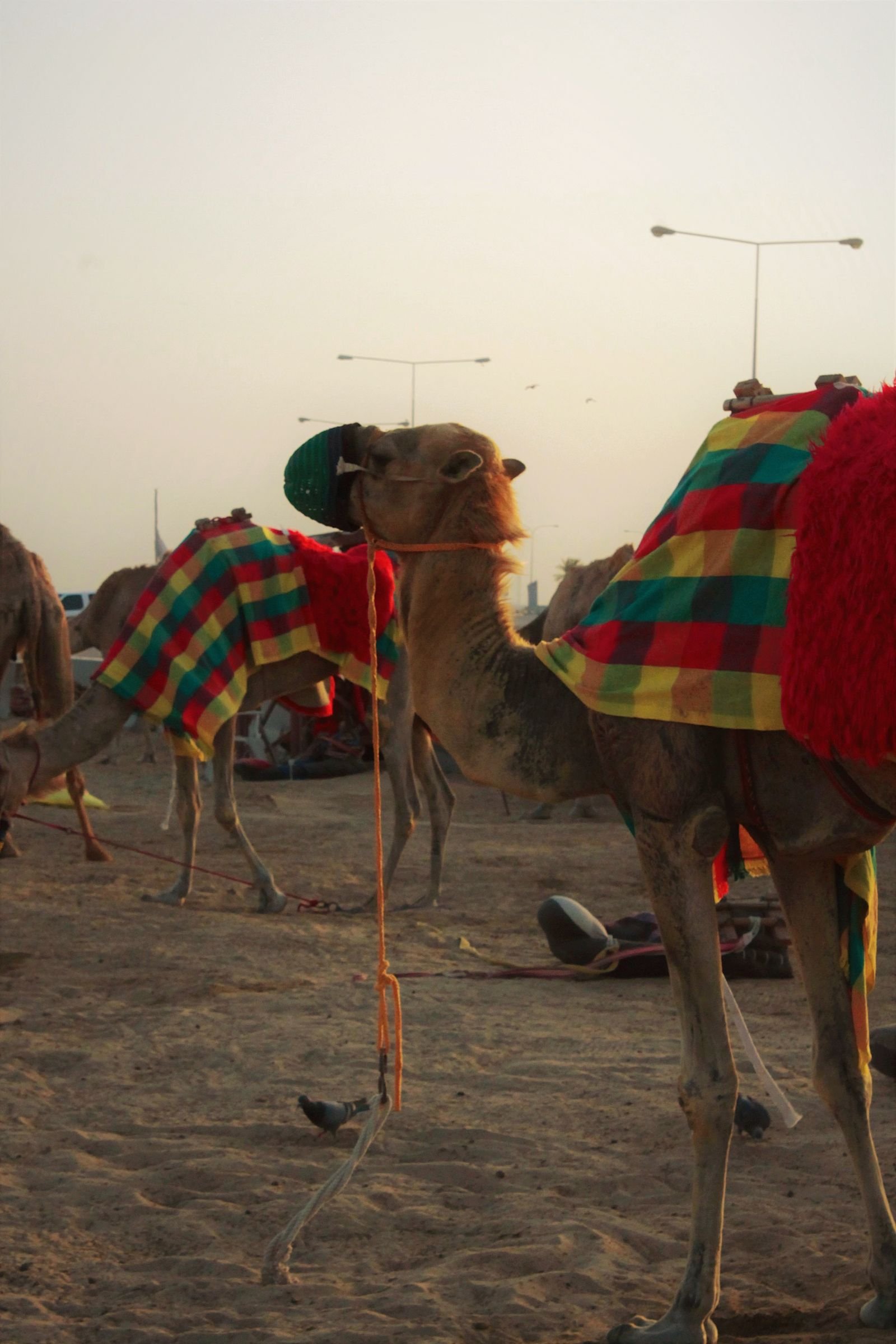 Camels with colorful blankets resting on the beach at sunset