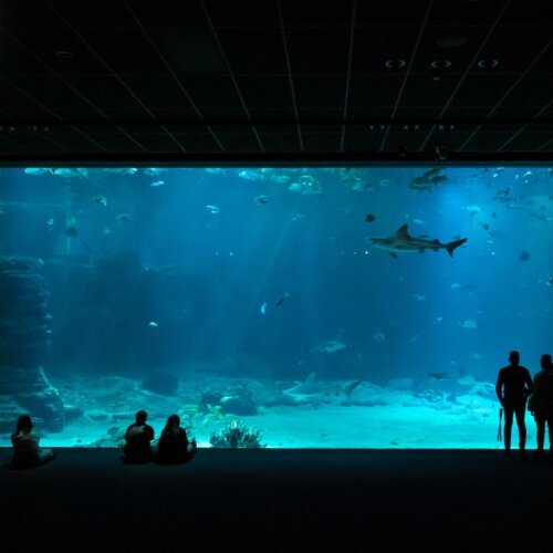 Visitors watching sharks in an aquarium tank