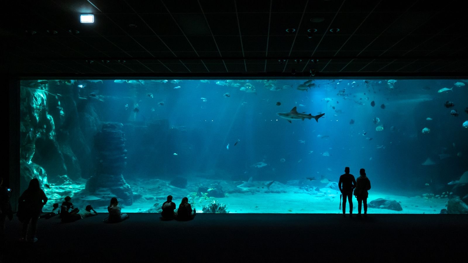 Visitors watching sharks in an aquarium tank