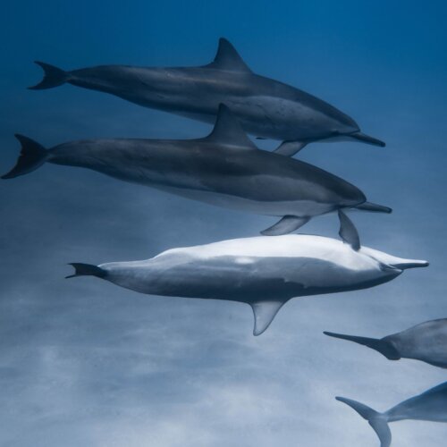 Dolphins swimming together in the open sea