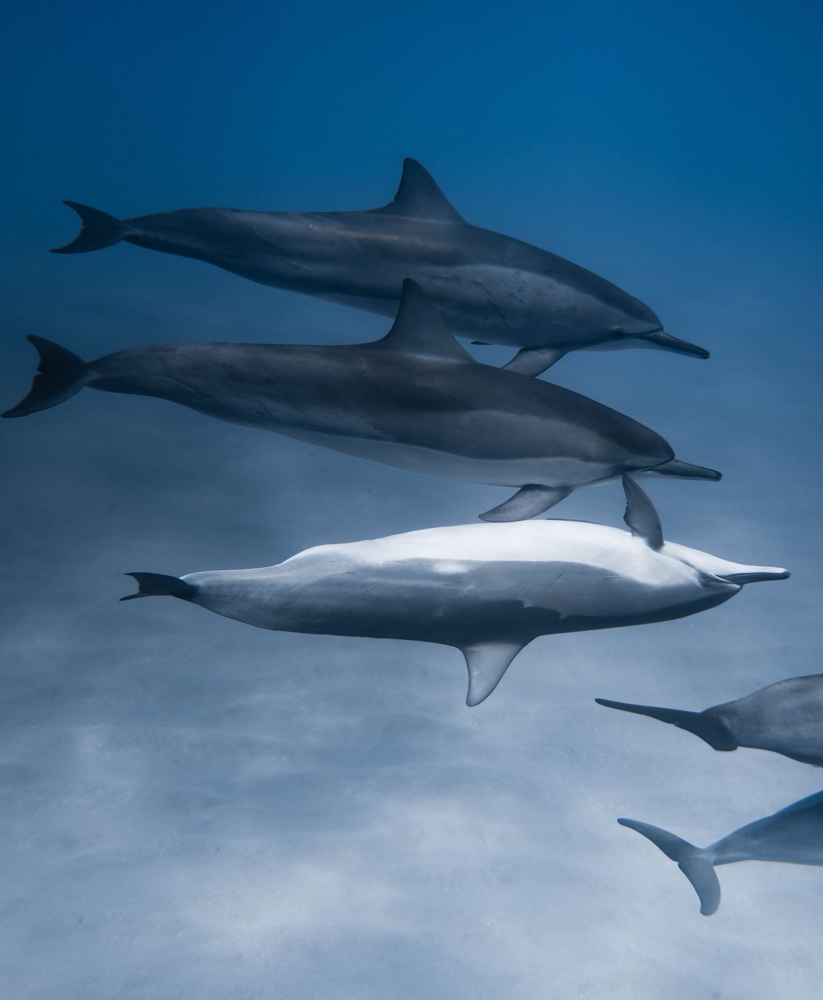 Dolphins swimming together in the open sea