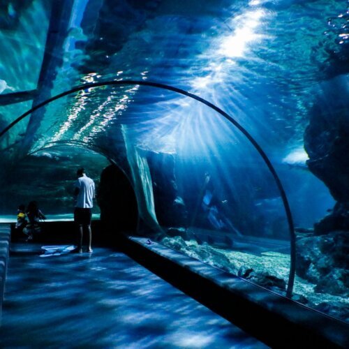 Visitor inside an aquarium tunnel