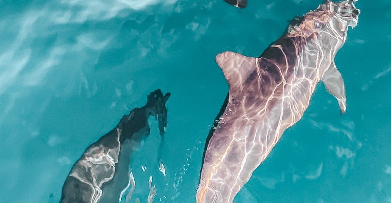 Excursion dauphins Hurghada : prix, conseils et meilleures sorties (2026)