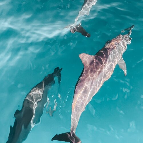 Wild dolphins swimming in the clear Red Sea