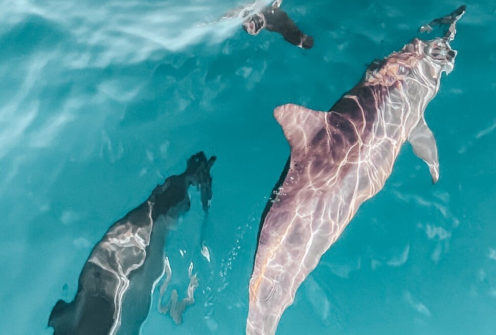 Wild dolphins swimming in the clear Red Sea