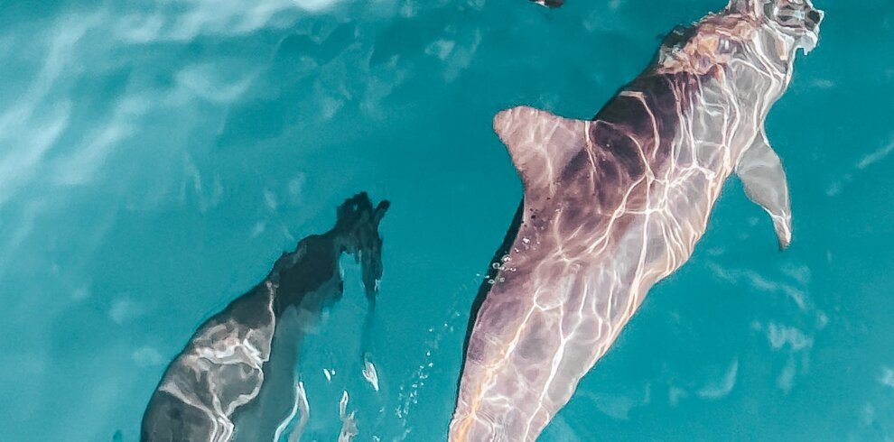 Wild dolphins swimming in the clear Red Sea