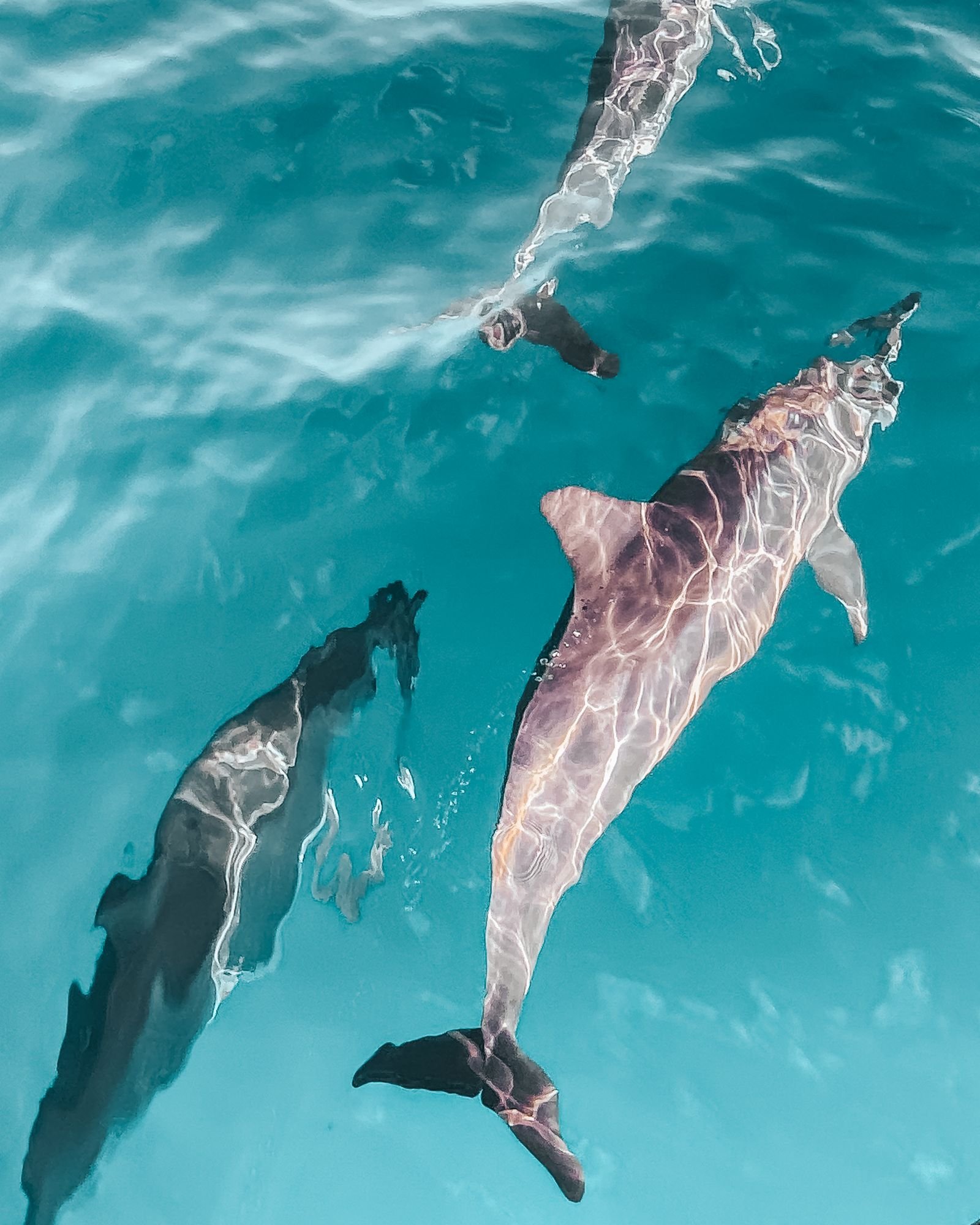 Wild dolphins swimming in the clear Red Sea