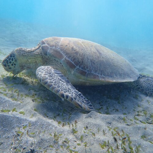 Marsa Alam Day Trip: Swim with Sea Turtles & Beach Time