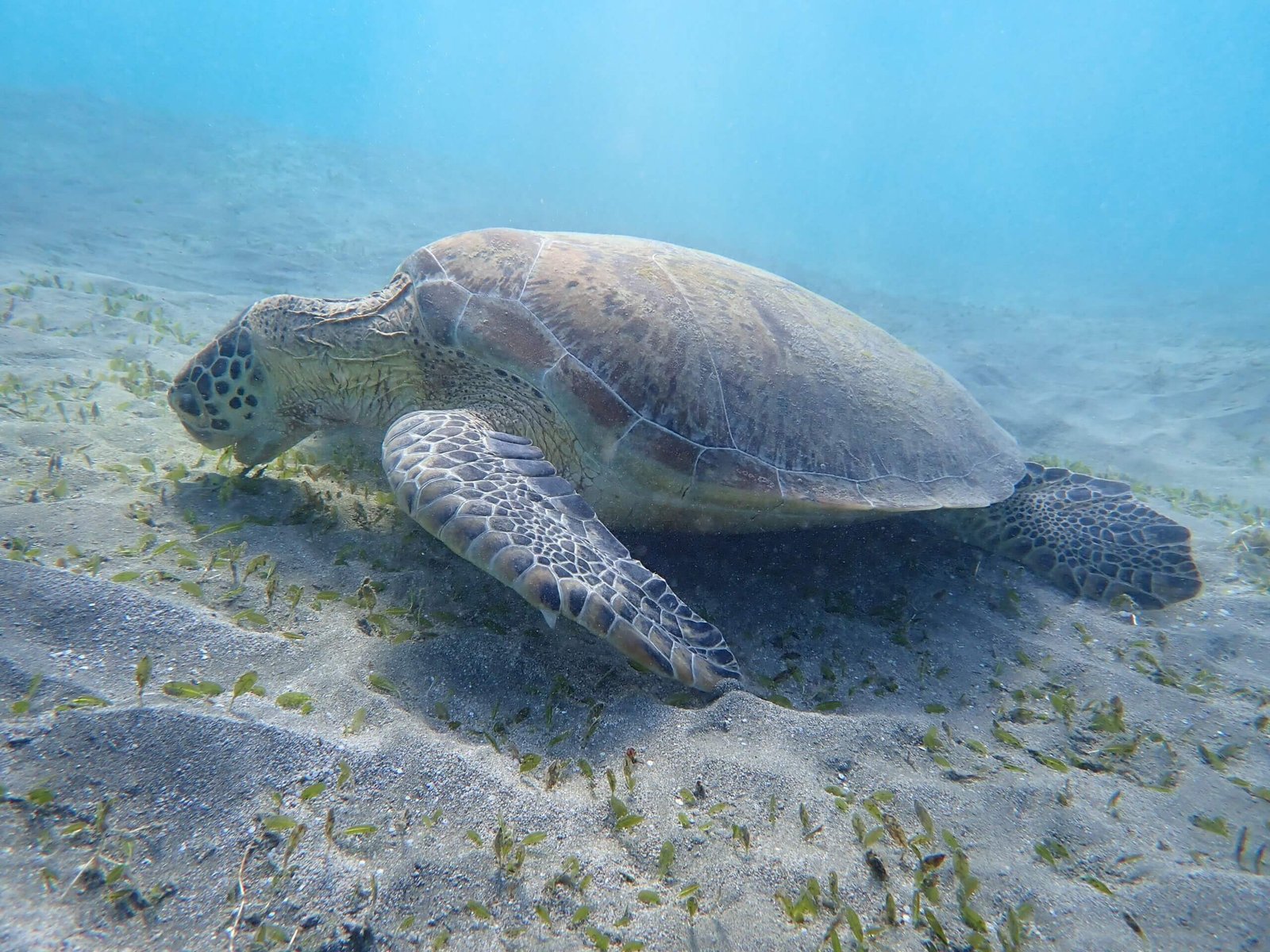 Marsa Alam Day Trip: Swim with Sea Turtles & Beach Time