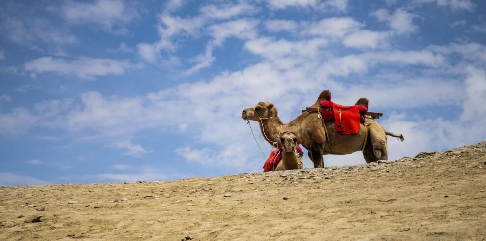 swidaalba-camel-3604840_1920